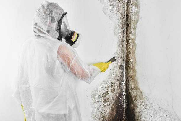 Reliable Liberty Hill, TX Mold Remediation Solutions