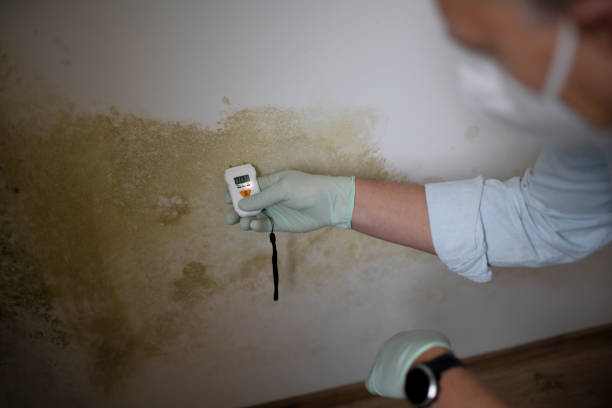 Best Black Mold Remediation in Liberty Hill, TX