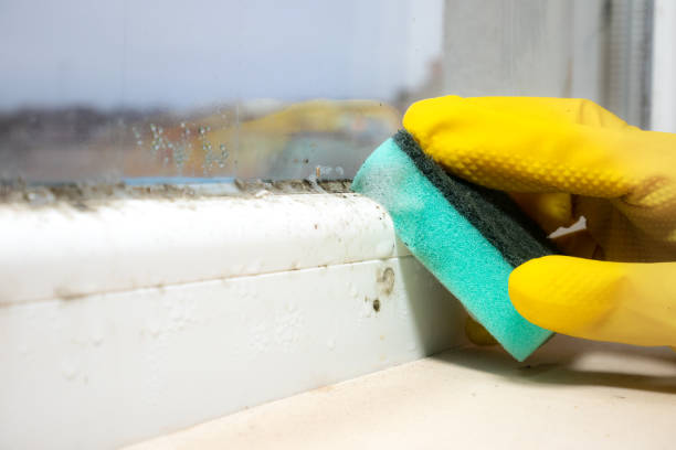 Best Mold Testing and Inspection Services in Liberty Hill, TX