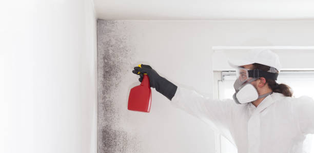 Best Preventive Mold Services in Liberty Hill, TX