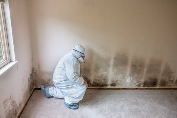 Best Mold Remediation for Specific Building Types in Liberty Hill, TX